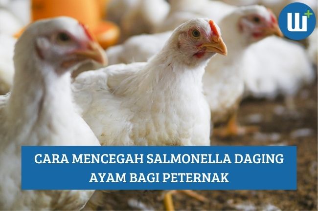 Cara Mencegah Salmonella Daging Ayam bagi Peternak